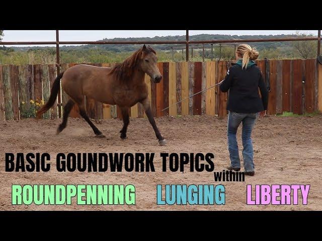 Basic Groundwork Topics within Liberty, Lunging & Roundpenning