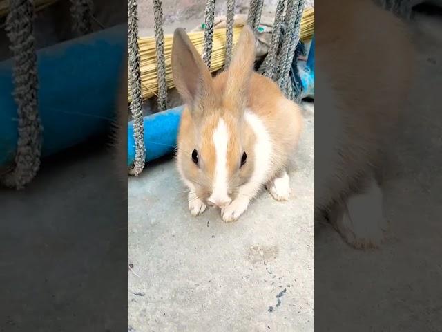 American rabbits brunei rabbit enjoy #animals #camel #doge #doglover