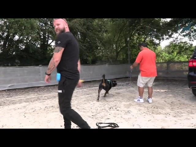 Rottweiler Dog Reactive & Lead Walking - Southend Dog Training