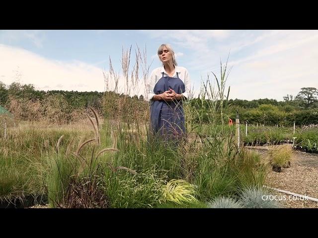 Ornamental grasses - a growing guide.