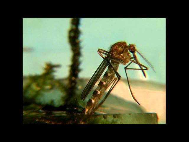 La vie du moustique culex