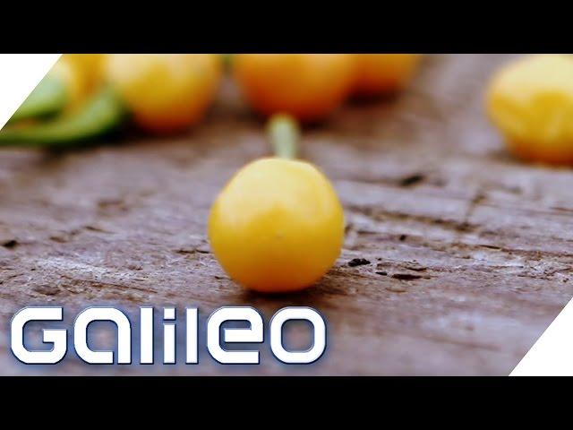 Die Gebärmutter der Chilli - Das teuerste Chili-Gewürz der Welt | Galileo Lunch Break