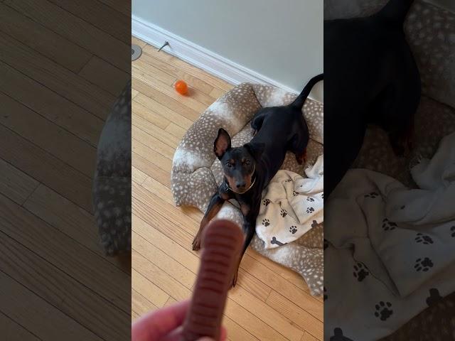 Puppy loves her treat #puppy #germanpinscher