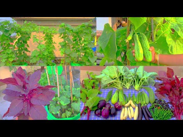 First Summer Harvest Of 2021 From My Rooftop Vegetable Garden //Harvesting Organic Vegetables