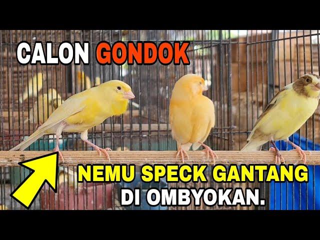 TIPS  MILIH PAUD BUAT GANTANGAN DI OMBYOKAN.TERNYATA ADA JUGA YANG PROSPEK