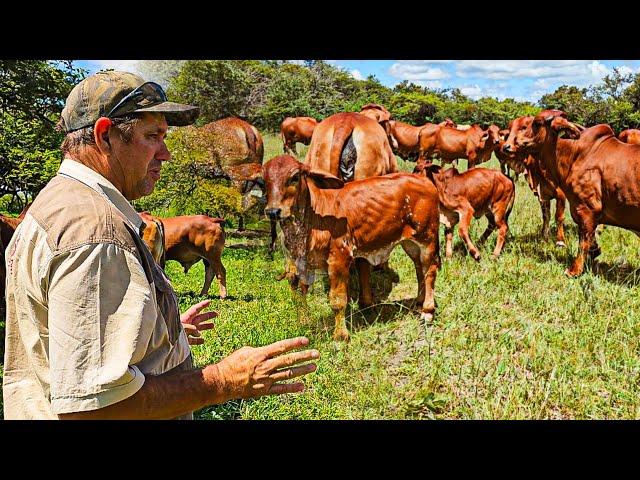 Inside Philip Reed's Cattle Farm in Zimbabwe. A Prominent Thuli and Brahman Breeder