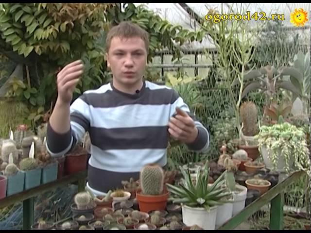 Рекомендации по уходу за кактусами