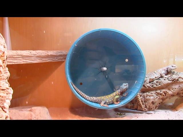 Elevages Lisard (2020) Uromastyx ornata adult exercising in wheel_Funny