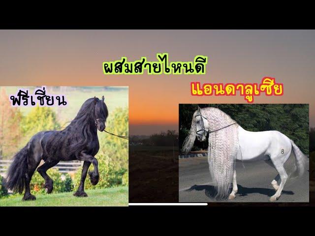 ม้าฟรีเชี่ยน ม้าแอนดาลูเซีย ผสมสายไหนดี แตกต่างกันอย่างไร มัจฉาจอมป่วน Maesot Horse ep.210