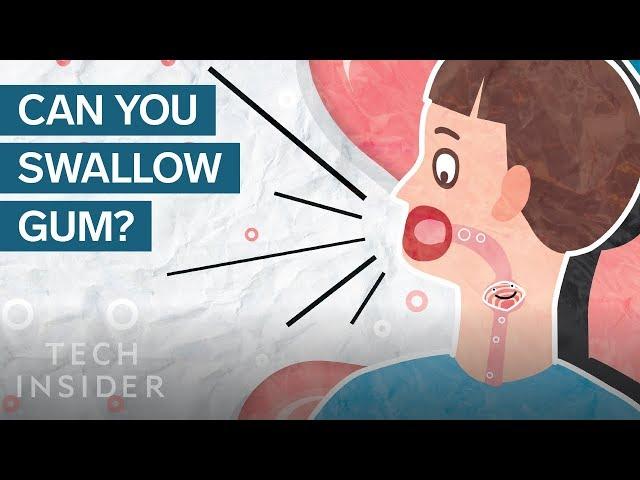 Here's What Happens In Your Body When You Swallow Gum | The Human Body