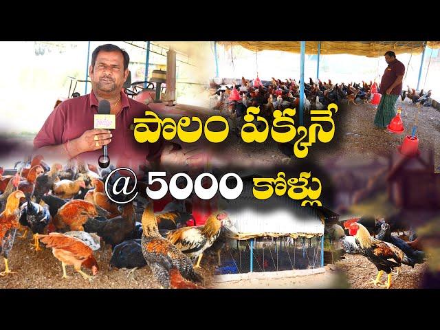 షెడ్డుకి వెయ్యి కోళ్లు | పొలం పక్కనే 5 షెడ్లు | Naatu Kolla Pempakam | Venkata Subbareddy