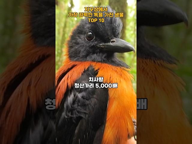 지구상에서 가장 강력한 독을 가진 생물 TOP 10   #포이즌 #poison #생물