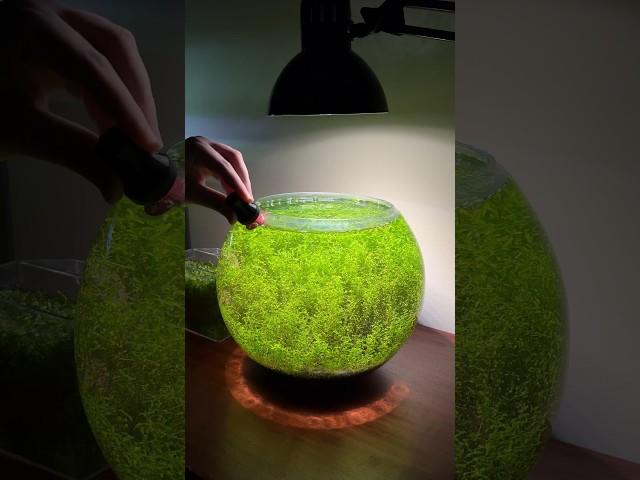 Cleaning algae in a planted tank