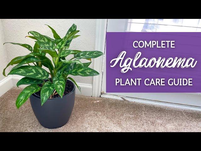 The Ultimate Guide to Caring for Aglaonema | Chinese Evergreen Houseplant Care