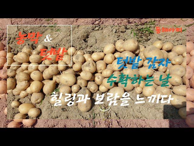 텃밭 감자 수확과 힐링 Garden Potato Harvesting and Healing