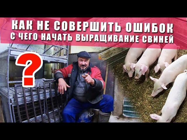 Выращивание свиней в домашних условиях | C чего начать разводить свиней | ЦЕННАЯ ИНФОРМАЦИЯ