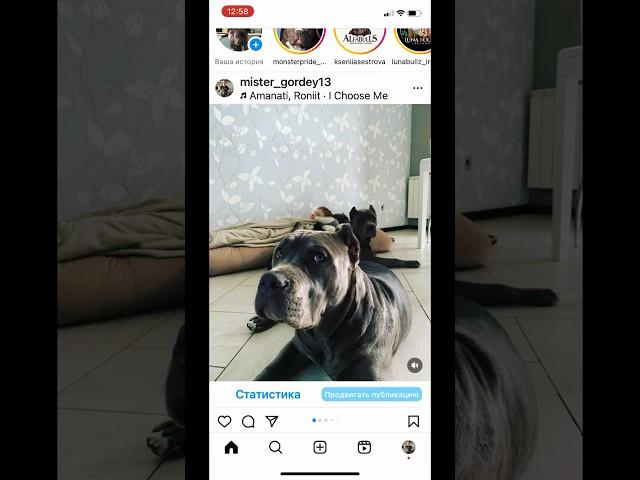 Мечта #dogs #bullys #sleep #meditation #relax #собаки #медитация #чиллаут #сон #отдых #дети #релакс
