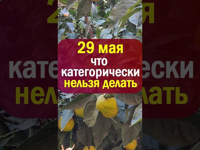 29 мая народный праздник день Федора Житника. Что нельзя делать. Народные приметы, традиции обряды