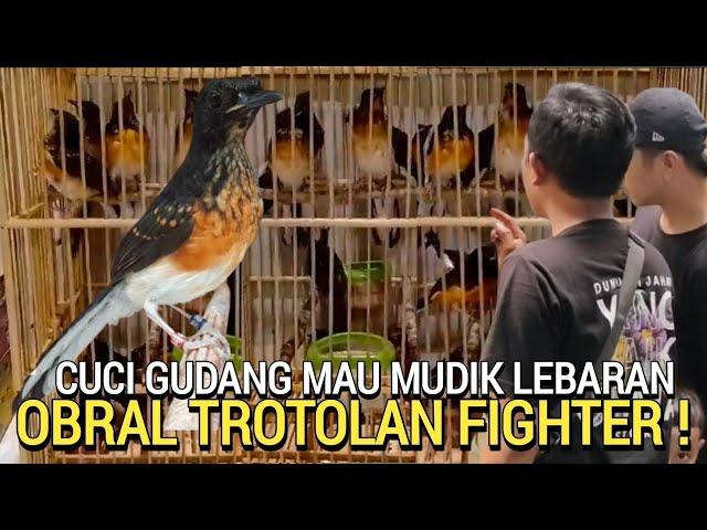 REZEKI NOMPLOK ! YANG BELI MURAI TROTOL FIGHTER MURAH PASAR BURUNG PRAMUKA LEWAT DULU YA