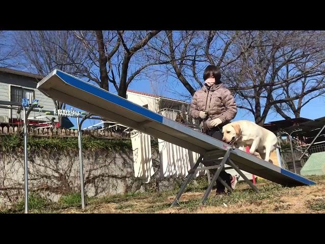 清水警察犬・家庭犬訓練所ラブラドールネック訓練動画