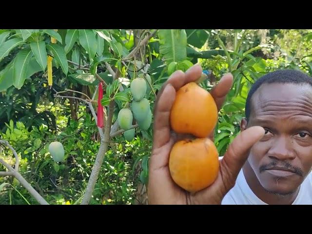 One of the LARGEST  LOQUATS, in the world .