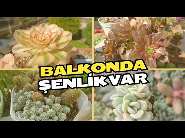 BALKONDAKİ ÇİÇEKLERİMLE MERHABA BAHAR 