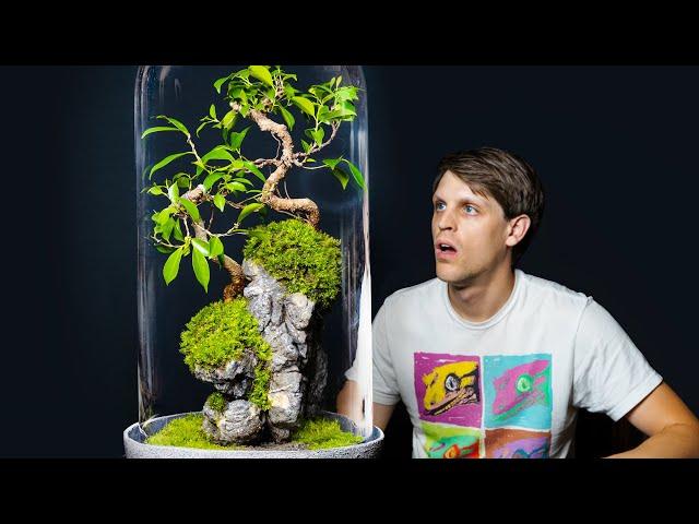 Crazy Bonsai Waterfall Rock Mountain Terrarium (Cloche Penjing Landscape)