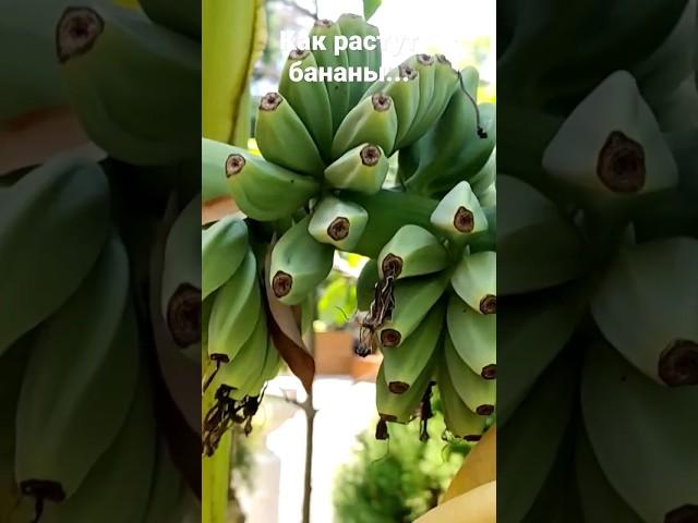Как растут бананы