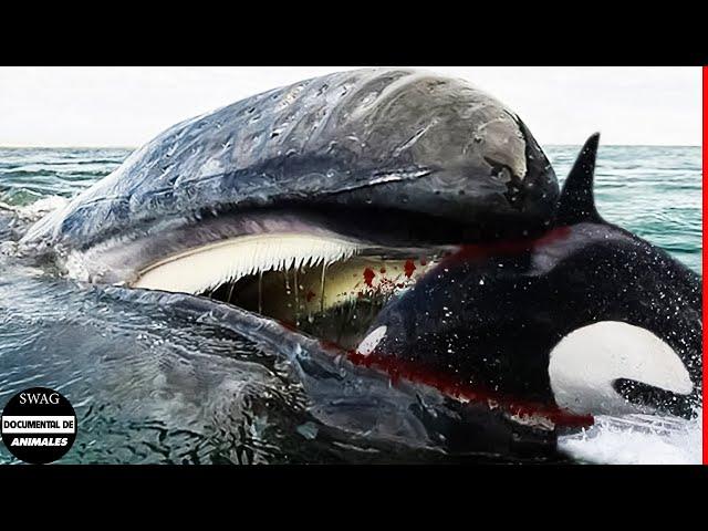 Los 10 Animales Marinos Más Peligrosos Del Mundo - Destructor De Cuerpo De Ballena Asesina