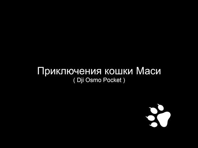 Приключения кошки Маси. Часть 1