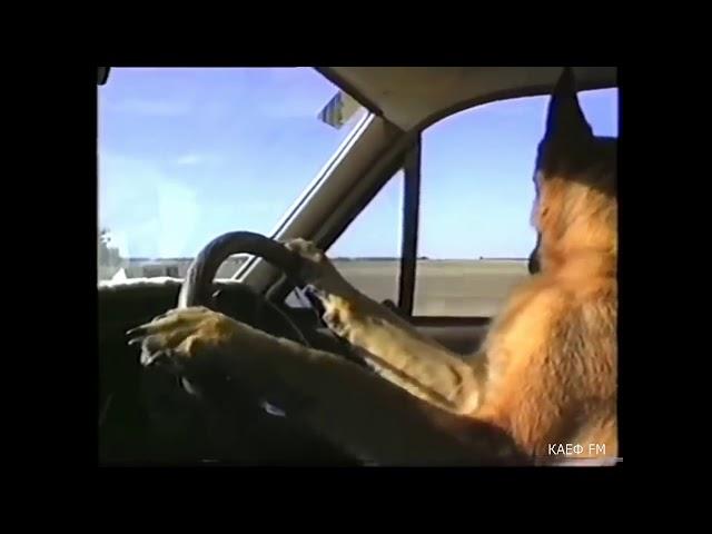 Ｒｕｓｓｉａｎ　ｄｏｇ　ｗａｖｅ (dog listen russian doomer music in car)