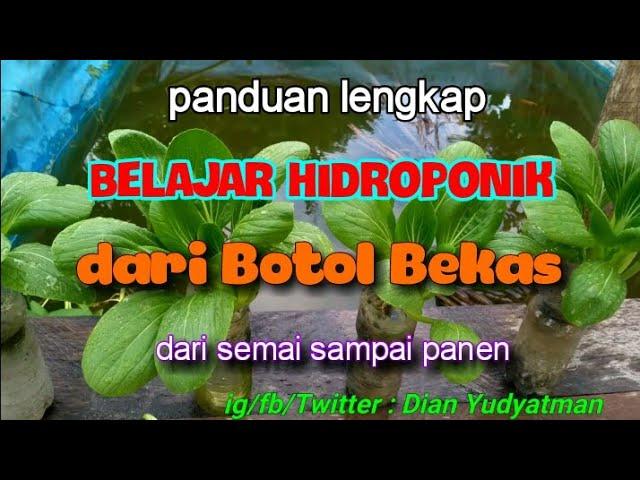 CARA DAN PANDUAN LENGKAP BELAJAR HIDROPONIK SEDERHANA DARI BOTOL BEKAS,  DARI SEMAI SAMPAI PANEN