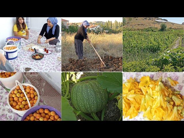 dolu dolu vlogla geldim dolaba çiçek attım hacerle bağdan 3 kova kayısı çırptim. karalı balkonda