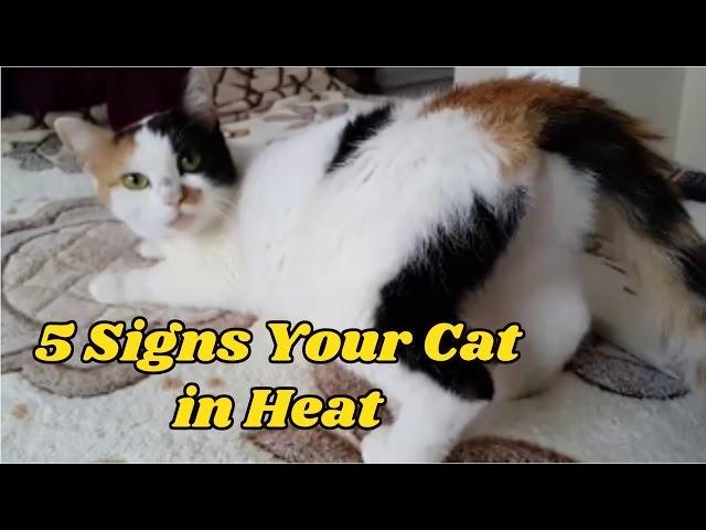 5 Signs Your Cat in Heat