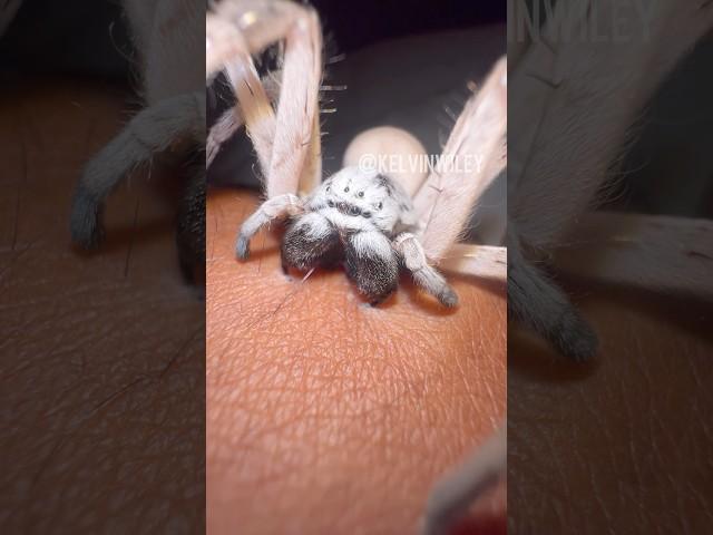 Spiders Biting Down! 