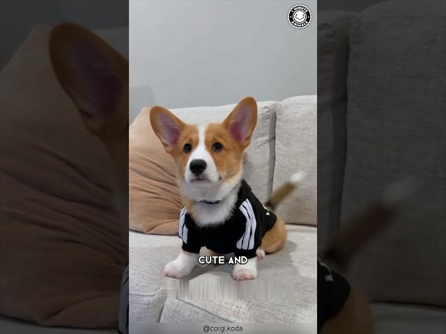 Corgi  Surprising Facts About Corgis!