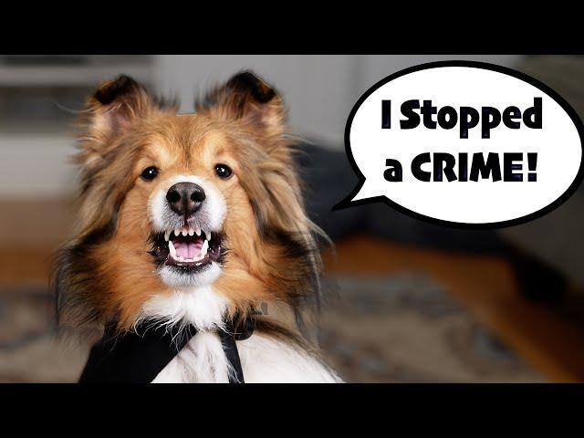 My Dog Stopped a CRIME!  Top Lines of 2024 Compilation #1 e382