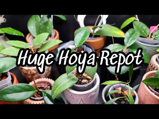 plant chores  repotting all the Hoya left in my cabinet!! 