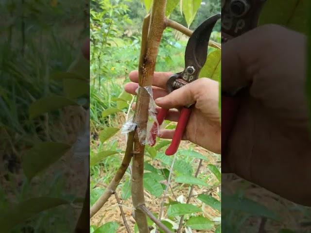 Multiple rootstock grafted Durian! at my private lot @ Fruit Haven Ecovillage