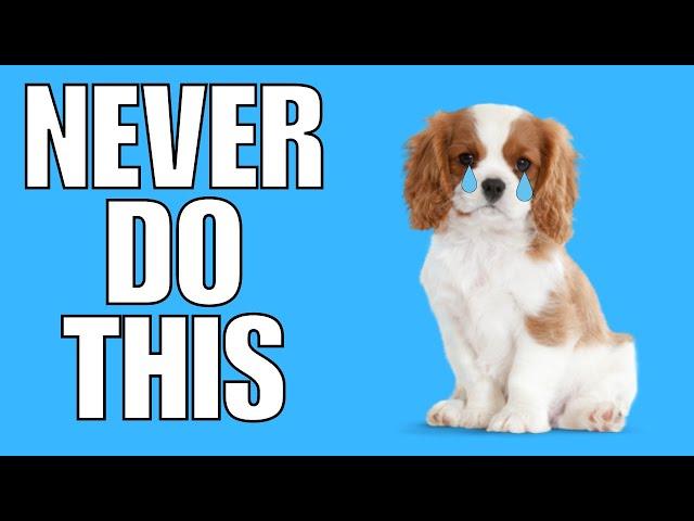 6 Things You Must NEVER Do To Your CAVALIER KING CHARLES SPANIEL (EVER)