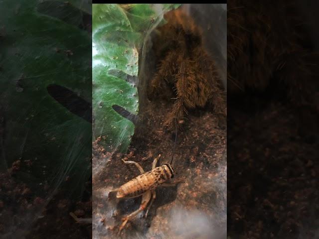 Mini clips 3 Guess the species  #fypage #funny #tarantulasoftheworld #spiderlife #giantspider