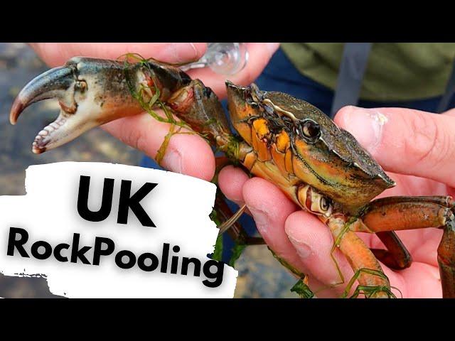 ROCK POOL WILDLIFE in the UK