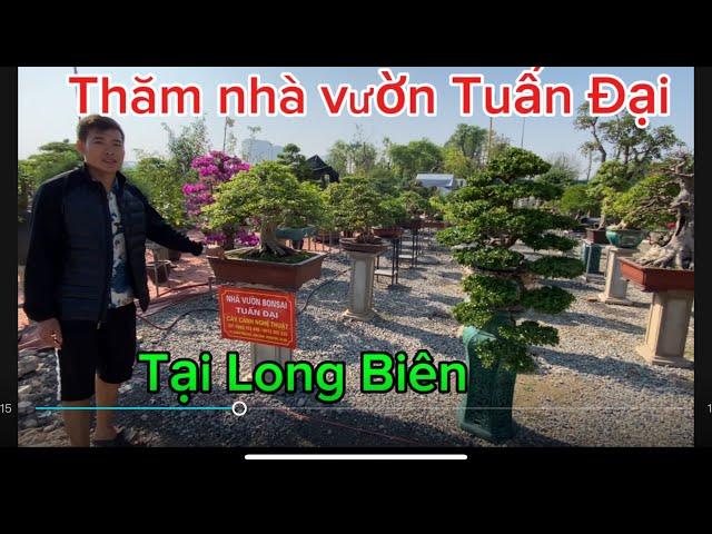 VD569 Thăm nhà vườn Tuấn Đại rất nhiều tác phẩm bon sai đẹp trưng bày tại chợ hoa cây cảnh Long biên