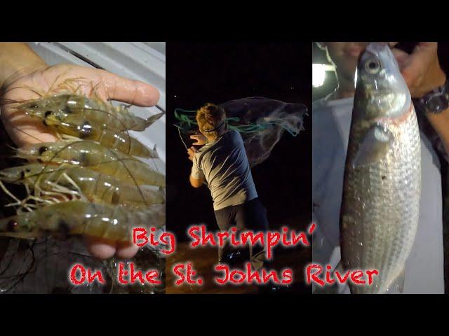 Cast-Netting for BIG SHRIMP on the St. Johns River