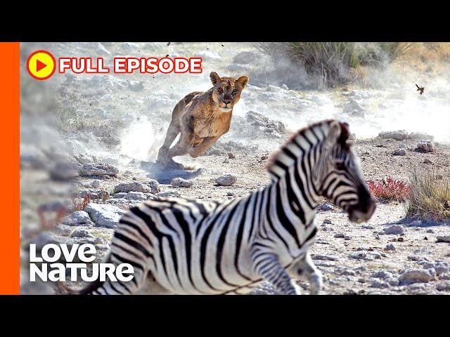 Predator vs. Prey on the Africa Savannah | Wildlife Icons Ep105