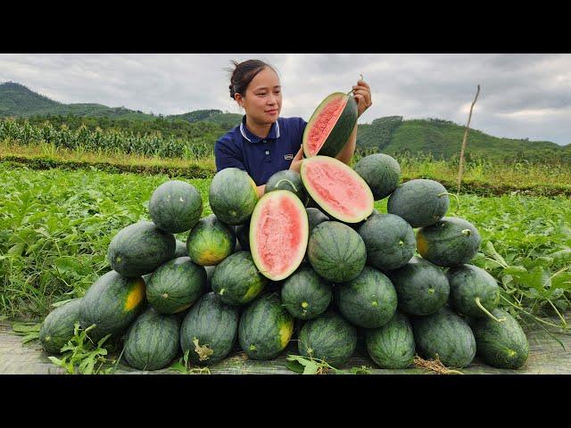 Harvesting Watermelon Fruit Garden goes to the market sell - Gardening | Lý Thị Ca