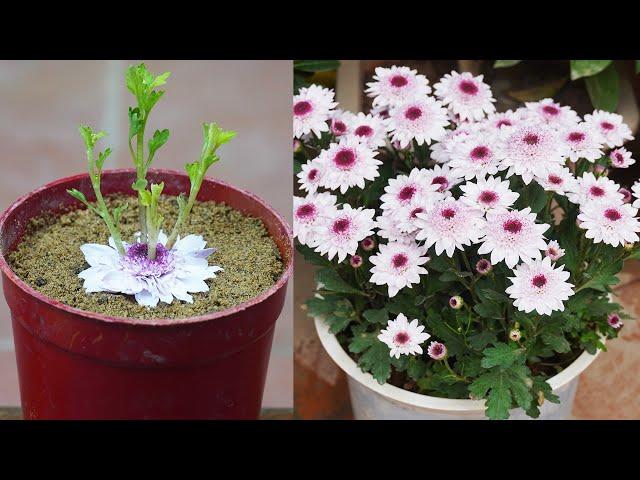 How To Grow Chrysanthemums Easily To Have Beautiful Flower Pots