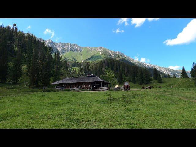 Stâna din GRIND - Munții Piatra Craiului | 700 de oi și peste 60 de vaci | Povești ciobănești 2022