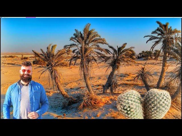 Desert Plants and Adaptations | Learning Made Fun