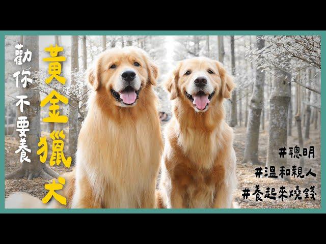 黃金獵犬和你想的不一樣？！狗狗情緒穩定這樣訓練！養阿金以前必看！《勸你不要養》EP6 l 蝌蚪老師與三桃